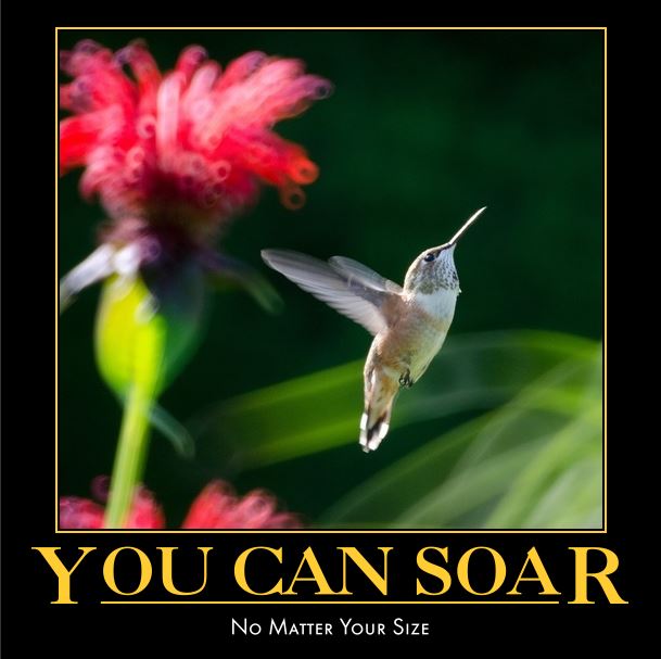 You can soar no matter your size